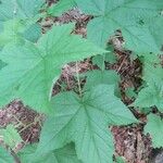 Rubus odoratus Blatt