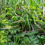 Alchemilla vulgaris Hábito