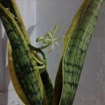 Sansevieria trifasciataΛουλούδι