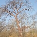 Sterculia quinqueloba Hábito