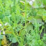 Erucaria hispanica Hoja