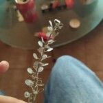 Lepidium nitidum List