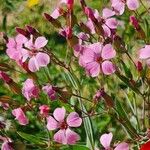 Gypsophila vaccaria Flors