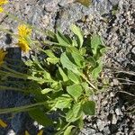 Doronicum clusii Leaf