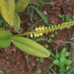 Bulbophyllum scaberulum عادت داشتن