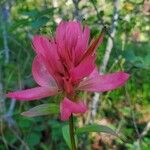 Castilleja miniata Çiçek