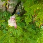 Calliandra surinamensisKvět