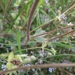 Saxifraga granulata List