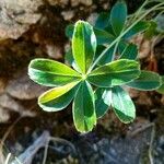 Alchemilla saxatilis Листок