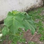 Solanum mammosum Blatt