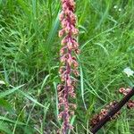 Pterospora andromedea Flower