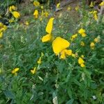 Crotalaria juncea Fleur
