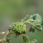 Medicago rigidula ഫലം