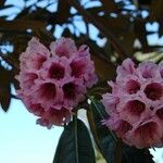 Rhododendron hodgsonii Flor
