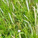 Phleum phleoides Flower