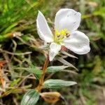Pterolepis glomerata 花
