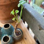 Oxalis megalorrhiza Blatt