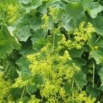 Alchemilla mollis花