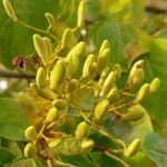 Syringa reticulata Fruit