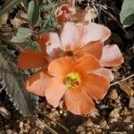 Sphaeralcea coccinea Blüte