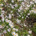 Symphyotrichum ericoides Кветка