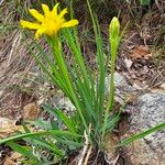 Takhtajaniantha austriaca Flower