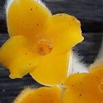 Edgeworthia chrysantha Flower