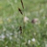 Carex sempervirens Çiçek
