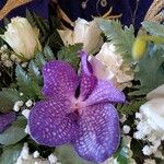 Vanda coerulea Λουλούδι