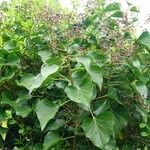 Hedera helix অভ্যাস