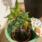 Citrus × microcarpa 叶