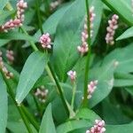 Polygonum persicaria Φύλλο