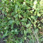 Rumex roseus Corteza