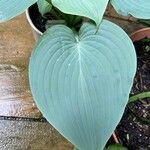 Hosta plantagineaBlad