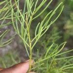 Senna artemisioides Blatt