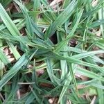 Carex firma Leaf