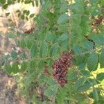 Rhus coriaria Фрукт