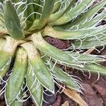 Agave toumeyana Frunză