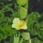 Sisyrinchium striatum Flower