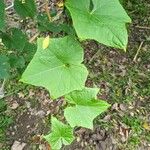 Sechium edule Leaf
