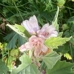 Althaea officinalis Blomma