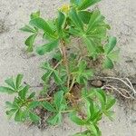 Jatropha peiranoi Hábito
