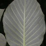 Guettarda combsii Leaf