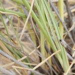 Cyperus conglomeratus Leaf