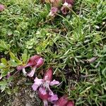 Saponaria pumila Flower