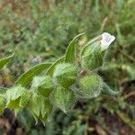 Nonea echioides Flower