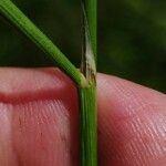 Deschampsia cespitosa Blatt