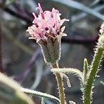 Porophyllum gracile Flower