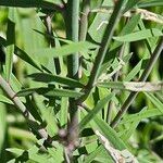 Linaria purpurea Blad