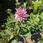 Trifolium mediumBlüte